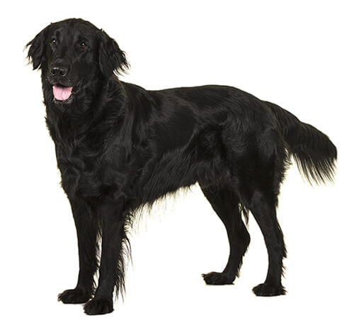 Flat Coated Retriever Dog Breed Information Purina